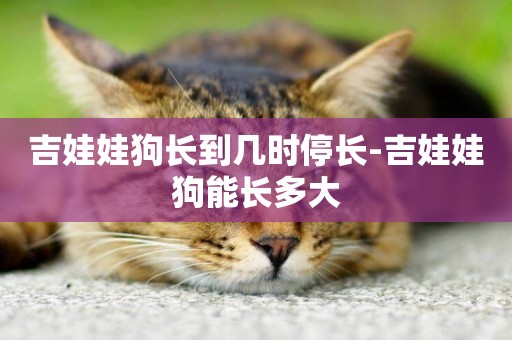 吉娃娃狗長到幾時停長-吉娃娃狗能長多大