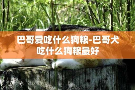 巴哥愛吃什么狗糧-巴哥犬吃什么狗糧最好