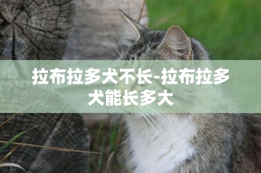 拉布拉多犬不長-拉布拉多犬能長多大