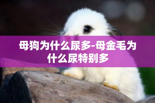 母狗為什么尿多-母金毛為什么尿特別多