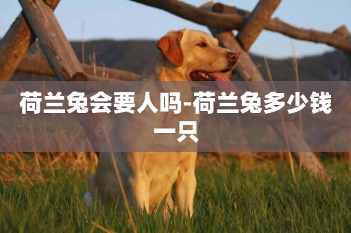 荷蘭兔會要人嗎-荷蘭兔多少錢一只