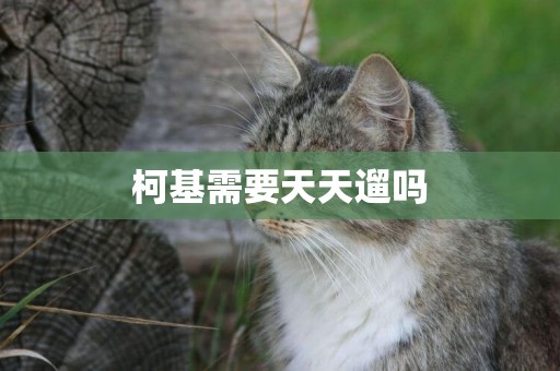 柯基需要天天遛嗎