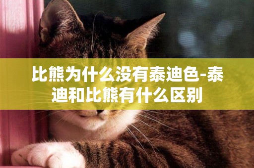 比熊為什么沒有泰迪色-泰迪和比熊有什么區別