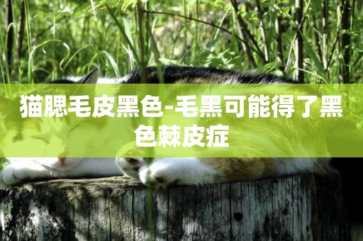 貓腮毛皮黑色-毛黑可能得了黑色棘皮癥