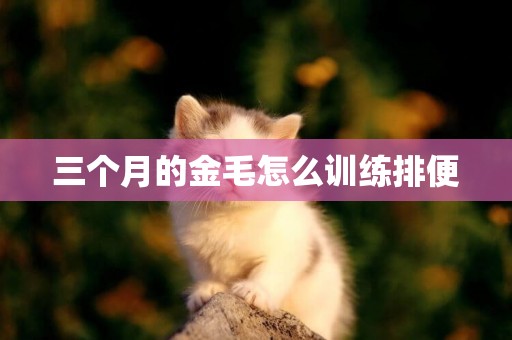三個月的金毛怎么訓練排便