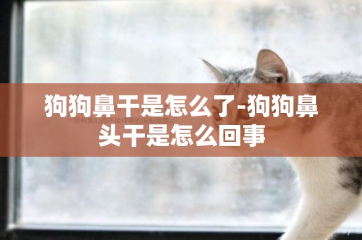 狗狗鼻干是怎么了-狗狗鼻頭干是怎么回事