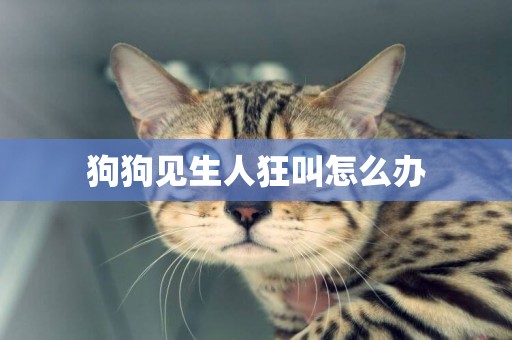 狗狗見生人狂叫怎么辦