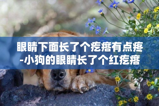 眼睛下面長了個疙瘩有點疼-小狗的眼睛長了個紅疙瘩是怎么回事