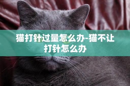 貓打針過量怎么辦-貓不讓打針怎么辦