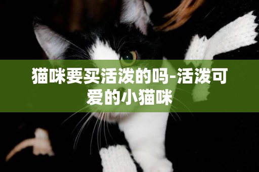 貓咪要買活潑的嗎-活潑可愛的小貓咪