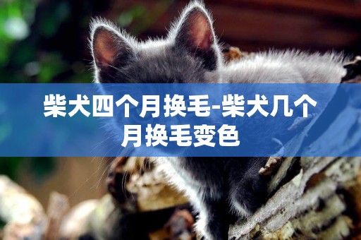 柴犬四個月換毛-柴犬幾個月換毛變色