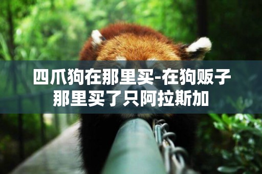 四爪狗在那里買-在狗販子那里買了只阿拉斯加