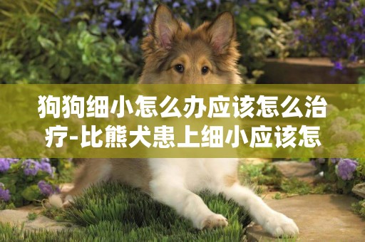狗狗細小怎么辦應該怎么治療-比熊犬患上細小應該怎么解決