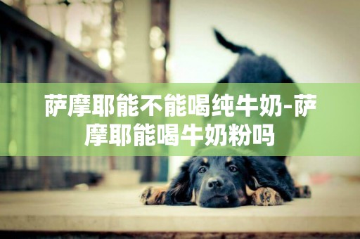 薩摩耶能不能喝純牛奶-薩摩耶能喝牛奶粉嗎