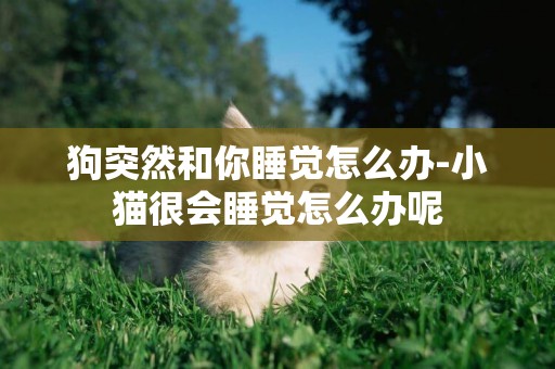 狗突然和你睡覺怎么辦-小貓很會睡覺怎么辦呢