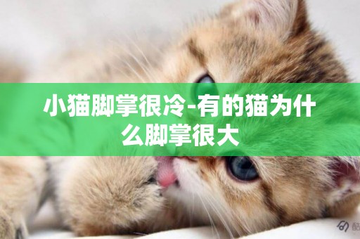 小貓腳掌很冷-有的貓為什么腳掌很大