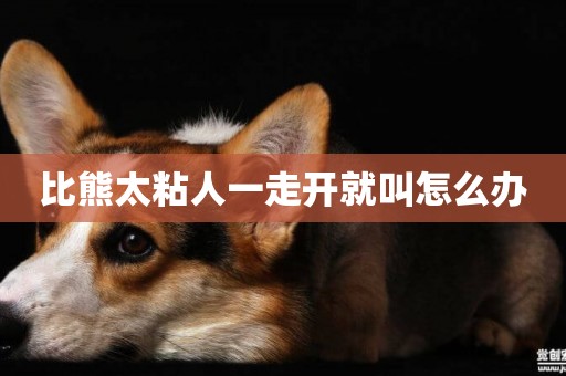比熊太粘人一走開就叫怎么辦