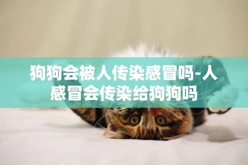 狗狗會被人傳染感冒嗎-人感冒會傳染給狗狗嗎