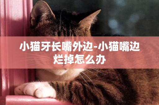 小貓牙長嘴外邊-小貓嘴邊爛掉怎么辦