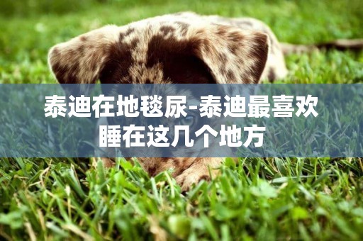 泰迪在地毯尿-泰迪最喜歡睡在這幾個地方