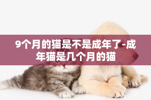 9個月的貓是不是成年了-成年貓是幾個月的貓