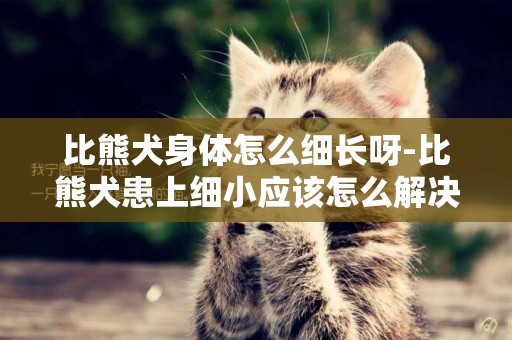 比熊犬身體怎么細長呀-比熊犬患上細小應該怎么解決