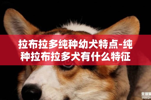 拉布拉多純種幼犬特點-純種拉布拉多犬有什么特征