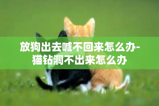 放狗出去喊不回來怎么辦-貓鉆洞不出來怎么辦