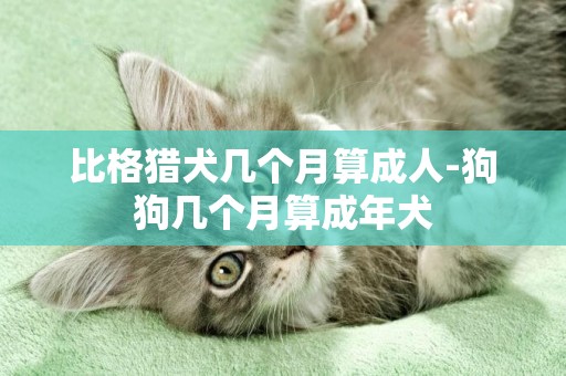 比格獵犬幾個月算成人-狗狗幾個月算成年犬
