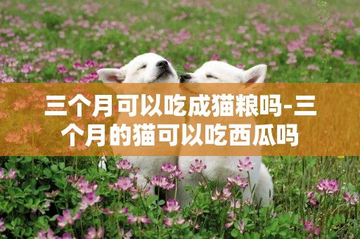 三個月可以吃成貓糧嗎-三個月的貓可以吃西瓜嗎