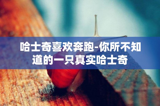 哈士奇喜歡奔跑-你所不知道的一只真實哈士奇
