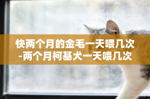 快兩個月的金毛一天喂幾次-兩個月柯基犬一天喂幾次