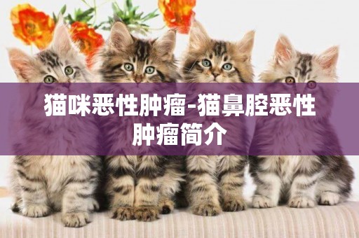 貓咪惡性腫瘤-貓鼻腔惡性腫瘤簡介