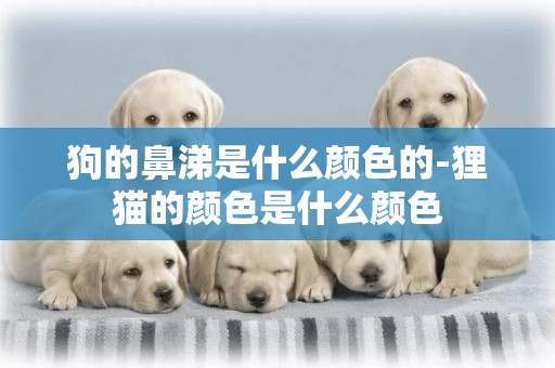 狗的鼻涕是什么顏色的-貍貓的顏色是什么顏色