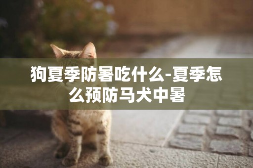狗夏季防暑吃什么-夏季怎么預防馬犬中暑