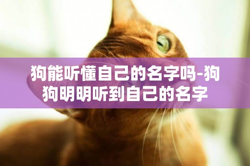 狗能聽懂自己的名字嗎-狗狗明明聽到自己的名字