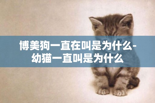 博美狗一直在叫是為什么-幼貓一直叫是為什么