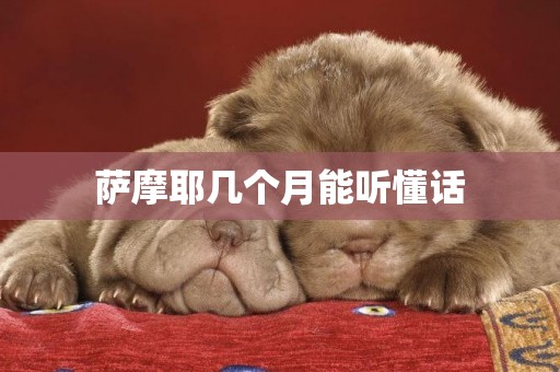 薩摩耶幾個月能聽懂話