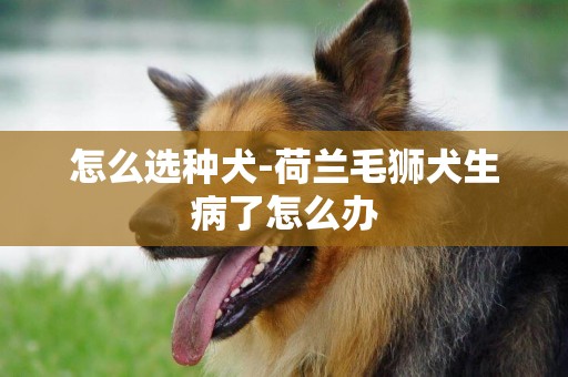 怎么選種犬-荷蘭毛獅犬生病了怎么辦