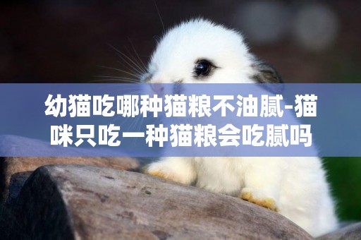 幼貓吃哪種貓糧不油膩-貓咪只吃一種貓糧會吃膩嗎