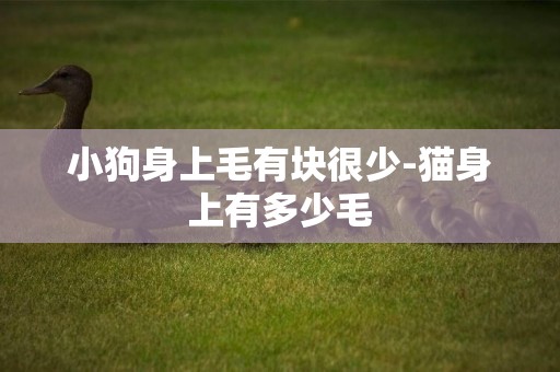 小狗身上毛有塊很少-貓身上有多少毛