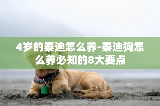4歲的泰迪怎么養-泰迪狗怎么養必知的8大要點