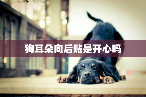 狗耳朵向后貼是開心嗎