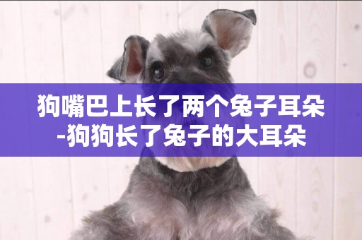 狗嘴巴上長了兩個兔子耳朵-狗狗長了兔子的大耳朵