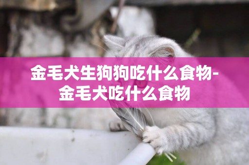 金毛犬生狗狗吃什么食物-金毛犬吃什么食物