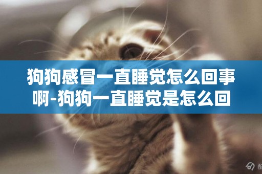 狗狗感冒一直睡覺怎么回事啊-狗狗一直睡覺是怎么回事