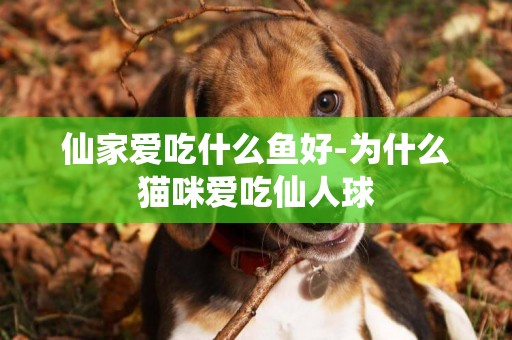 仙家愛吃什么魚好-為什么貓咪愛吃仙人球