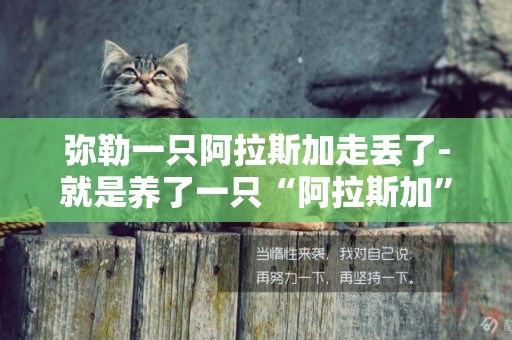 彌勒一只阿拉斯加走丟了-就是養了一只“阿拉斯加”