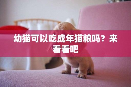 幼貓可以吃成年貓糧嗎?來看看吧 幼貓可以吃成年貓糧嗎?來看看吧