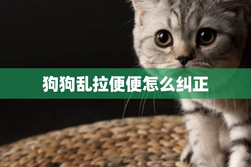 狗狗亂拉便便怎么糾正